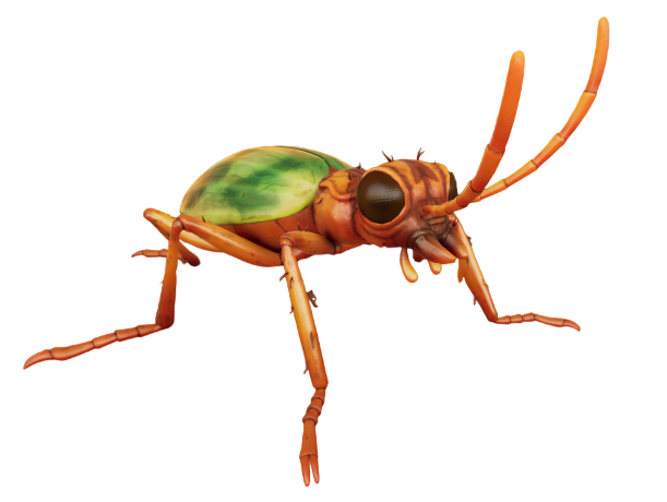 Bombardier Beetle